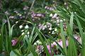 Snowdrops, Tindale Gardens IMG_6866